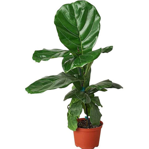How to Shop for a Fiddle Leaf Fig Tree in Store or Online (And Choose a Healthy Plant)