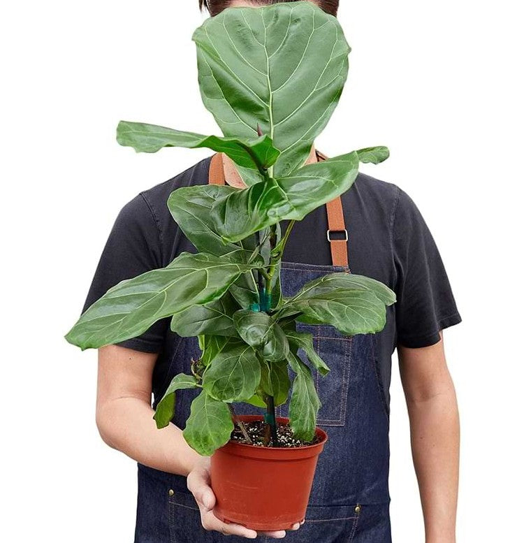 Where to Buy a Fiddle Leaf Fig Plant Online (Verified Growers)