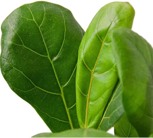 Fiddle Leaf Fig Bare Root