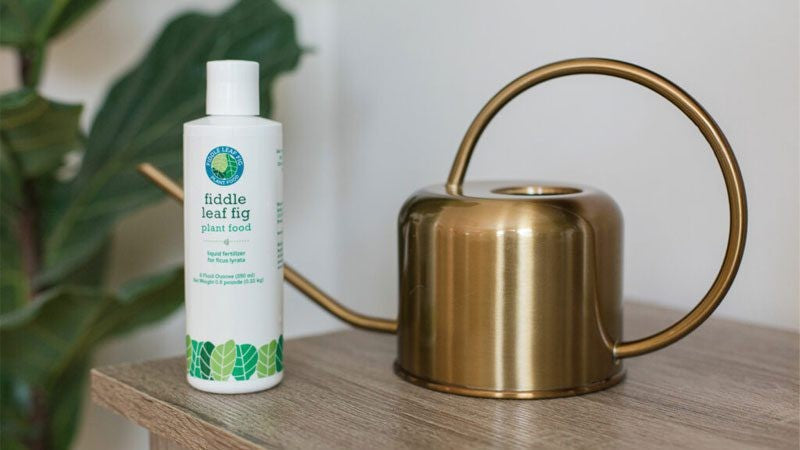 Fiddle Leaf Fig Plant Food Reviews