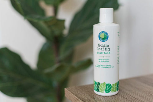 Fiddle Leaf Fig Fertilizer: How to Make Sure Your Plant Gets the Perfect Amount