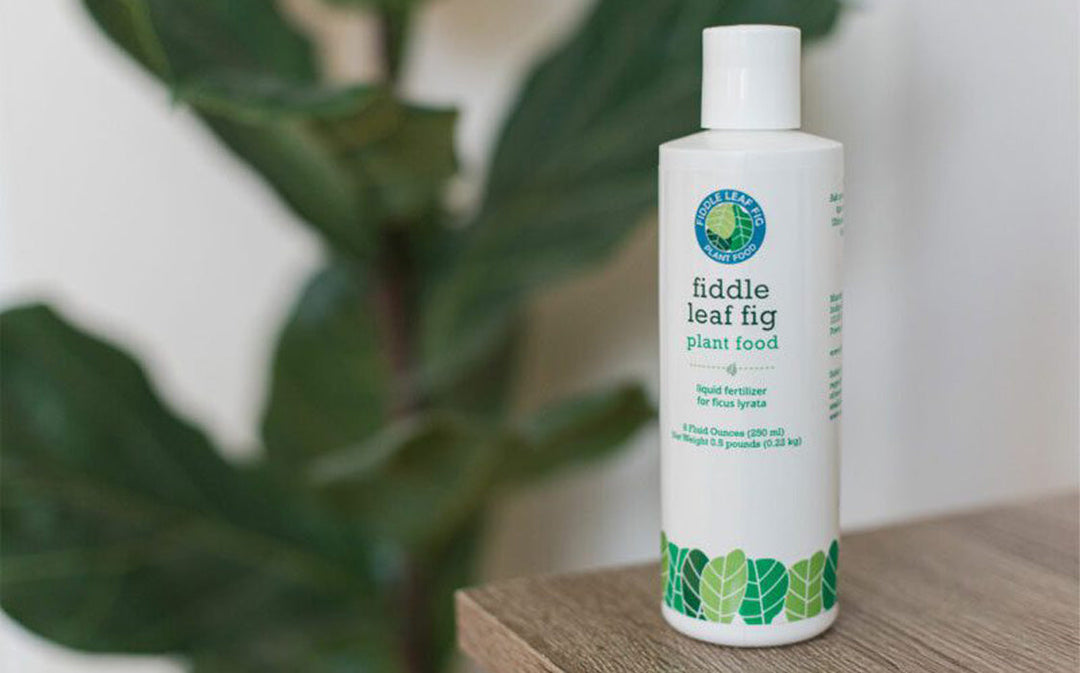 Fiddle Leaf Fig Fertilizer