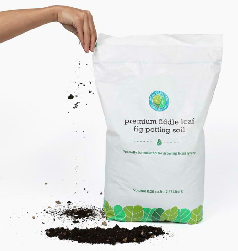 Fiddle Leaf Fig Plant Soil
