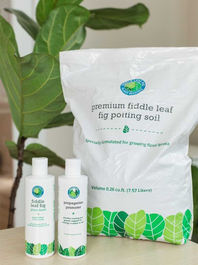 The Ultimate Fiddle Leaf Fig Starter Kit (Buy Now)