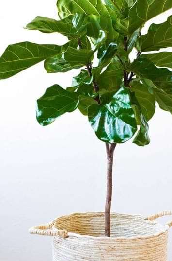 Where to Buy a Fiddle Leaf Fig Tree
