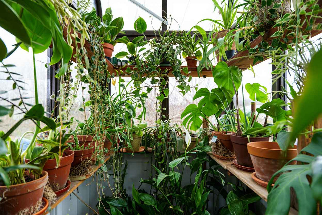 Getting-Too-Much-Fertilizer