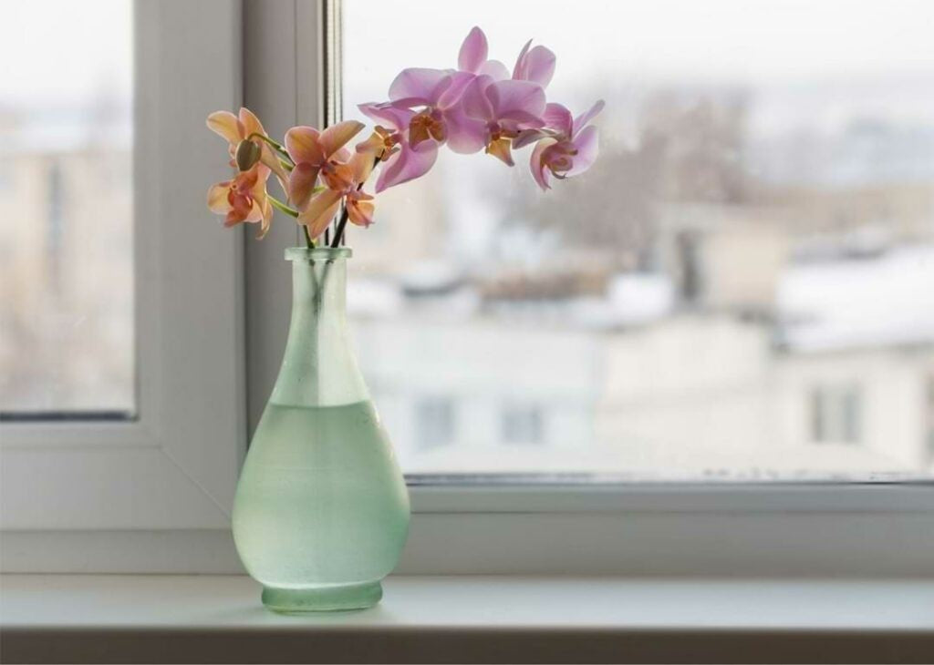 Gifting an Orchid? Check Out This Complete Guide to Orchid Colors First