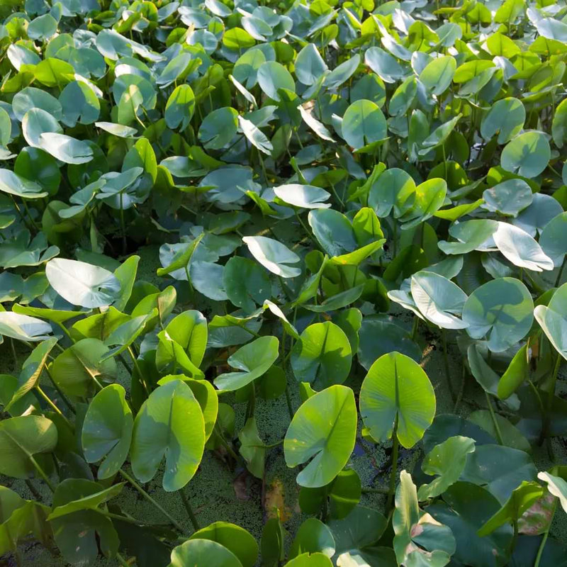 Can you grow Arrowhead plants in water? Join us as we uncover the benefits, drawbacks, and secrets behind this intriguing method.