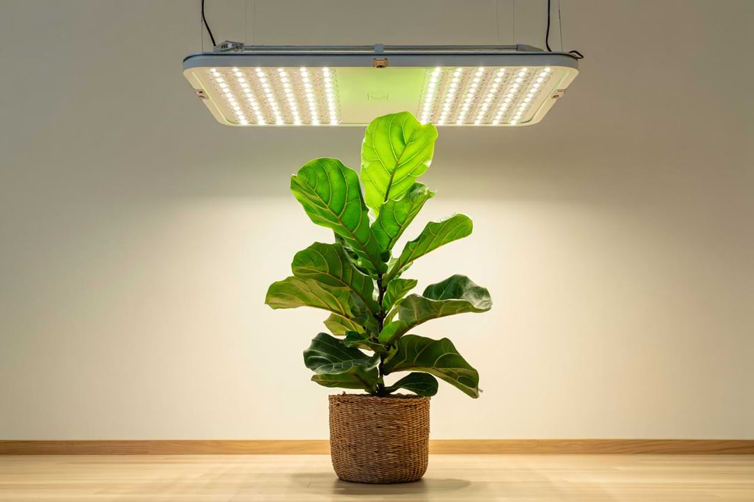 Grow Lights for FLF