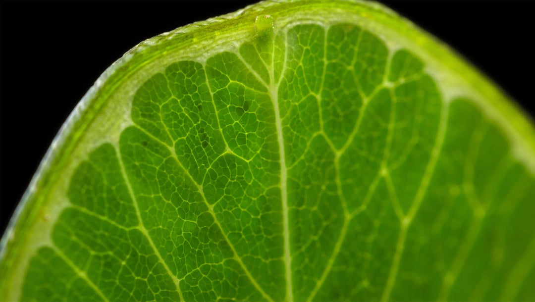 Houseplant Anatomy