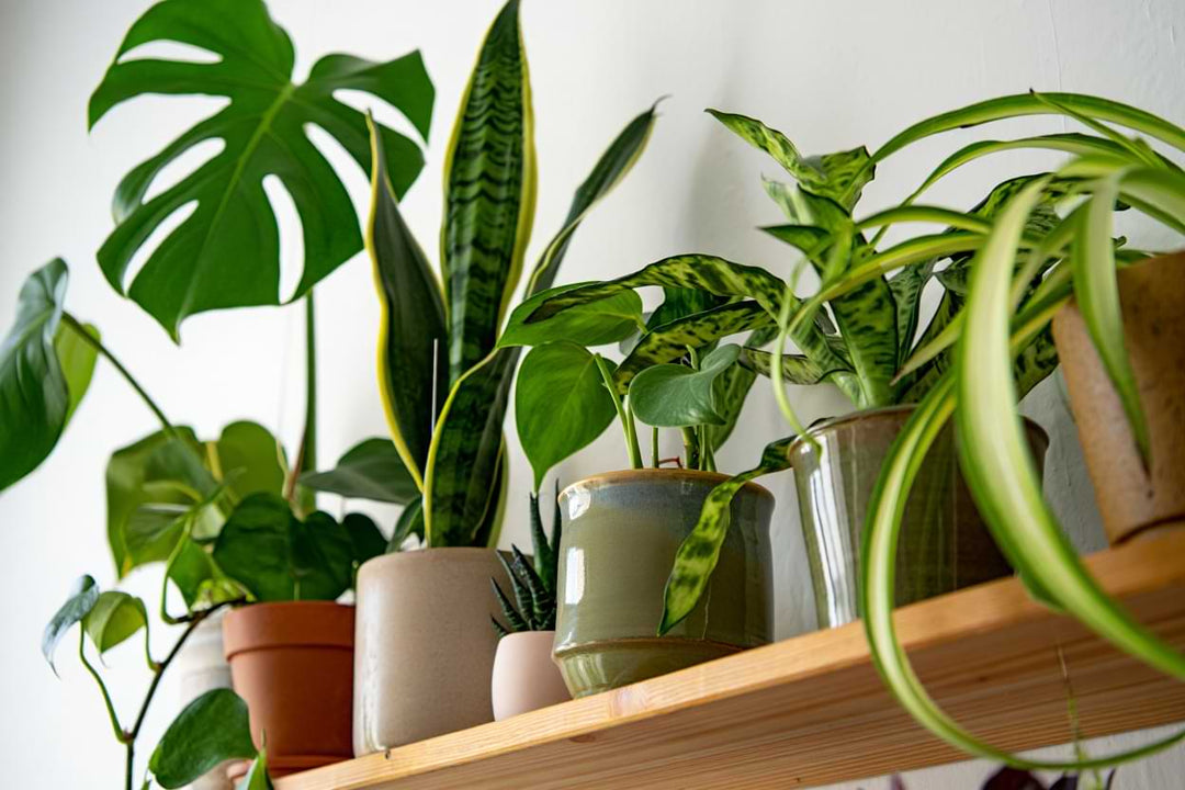 Houseplants need fertilizer