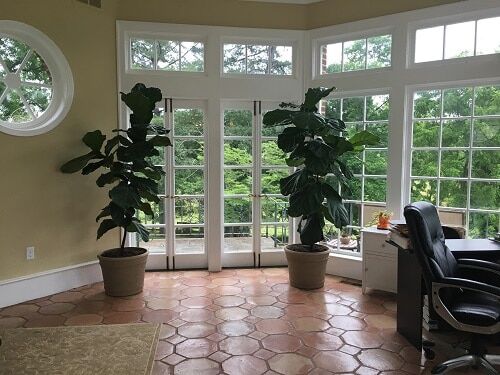 Do Fiddle Leaf Fig Trees Go Dormant In Winter? Your Seasonal Fiddle Care Questions Answered