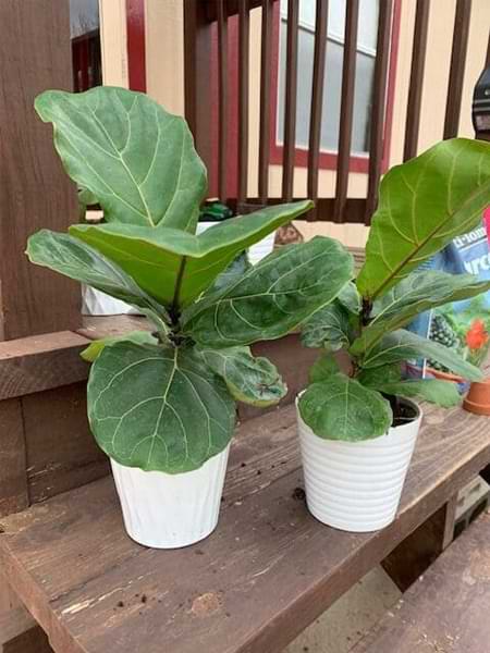 Advanced Fiddle Care: How to Create Custom Fiddle Leaf Fig Soil