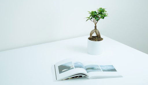 How to Keep Your Bonsai Tree Small