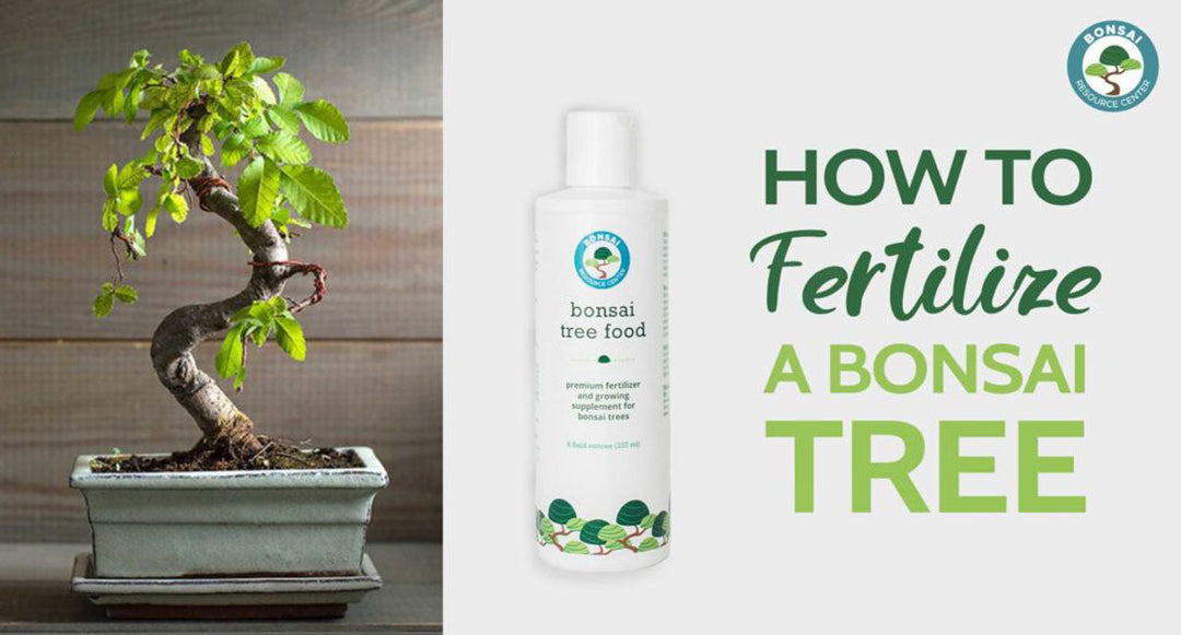 How to use Bonsai Tree Food