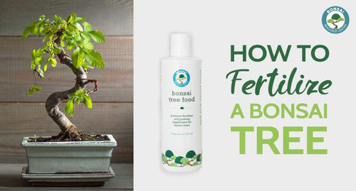 How to use Bonsai Tree Food