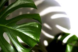 How Much Light Does a Monstera Need
