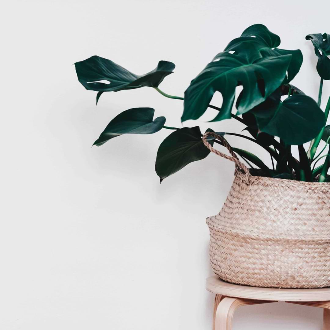 How to Repot a Monstera (Even With a Moss Pole)