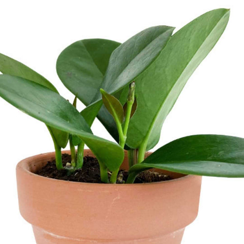 Hoya Australis Plant Care Guide