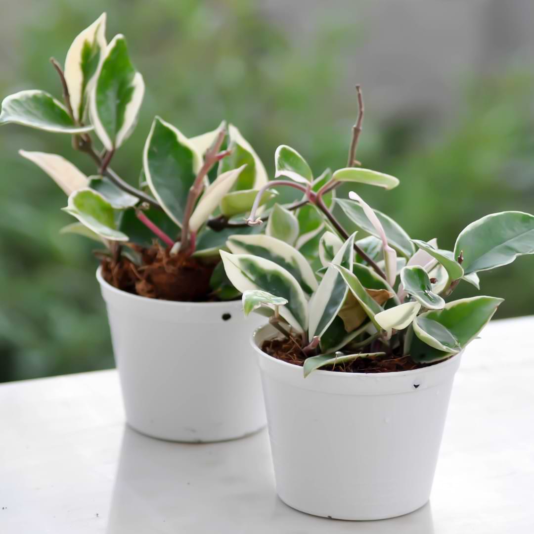 Brown spots are caused by a fungal disease known as Hoya Fungal Leaf Spot, and it's a common diseases to affect this type of plant.