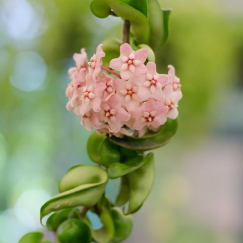 Hoya Carnosa Compacta Care Guide | Hindu Rope Plant