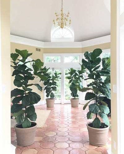 How Fast Do Fiddle Leaf Fig Trees Grow?  (With a Photo Timeline)