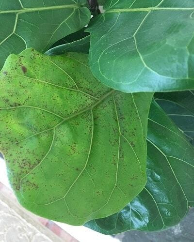 Four Things Killing Your Fiddle Leaf Fig Tree  (Plus: How to Save it From Each Deadly Threat)