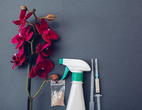 Is My Orchid Sick? 7 Signs Something’s Wrong