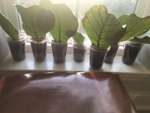 Leaf Cutting