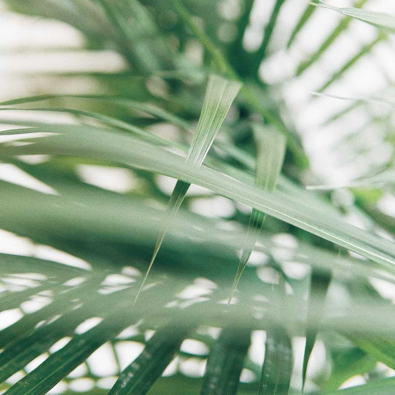 Why Is My Majesty Palm Dying? | How to Identify and Treat