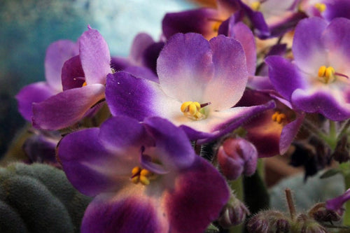 Making Sense of African Violet Potting Mix And How to Make it Too