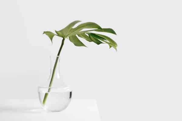 Your monstera questions answered! Here are our responses to the most common care questions and frustions we hear from monstera owners.