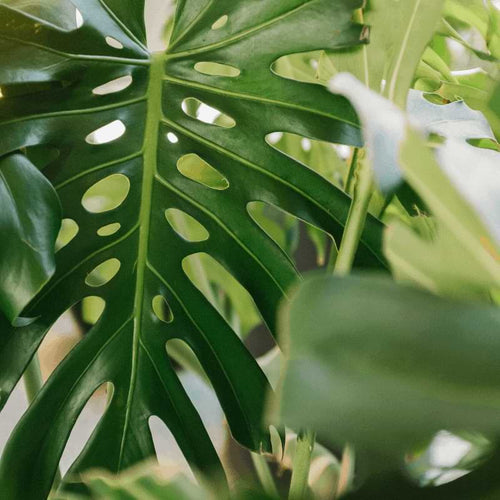 Monstera Plant Food is now available. Fertilizer specific for monstera plants to promote growth, spliiting leaves, and optimal health. Click to learn more.