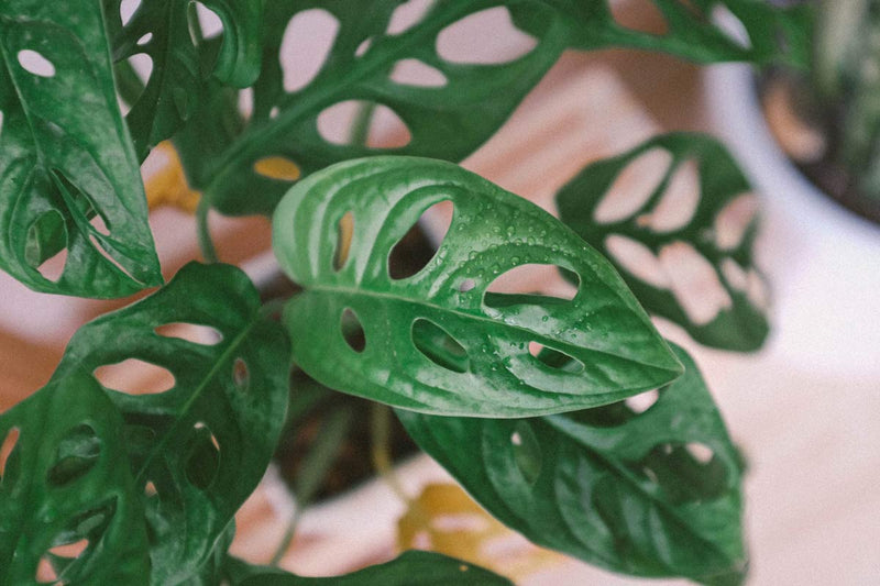 Monstera Varieties: The Ultimate Guide