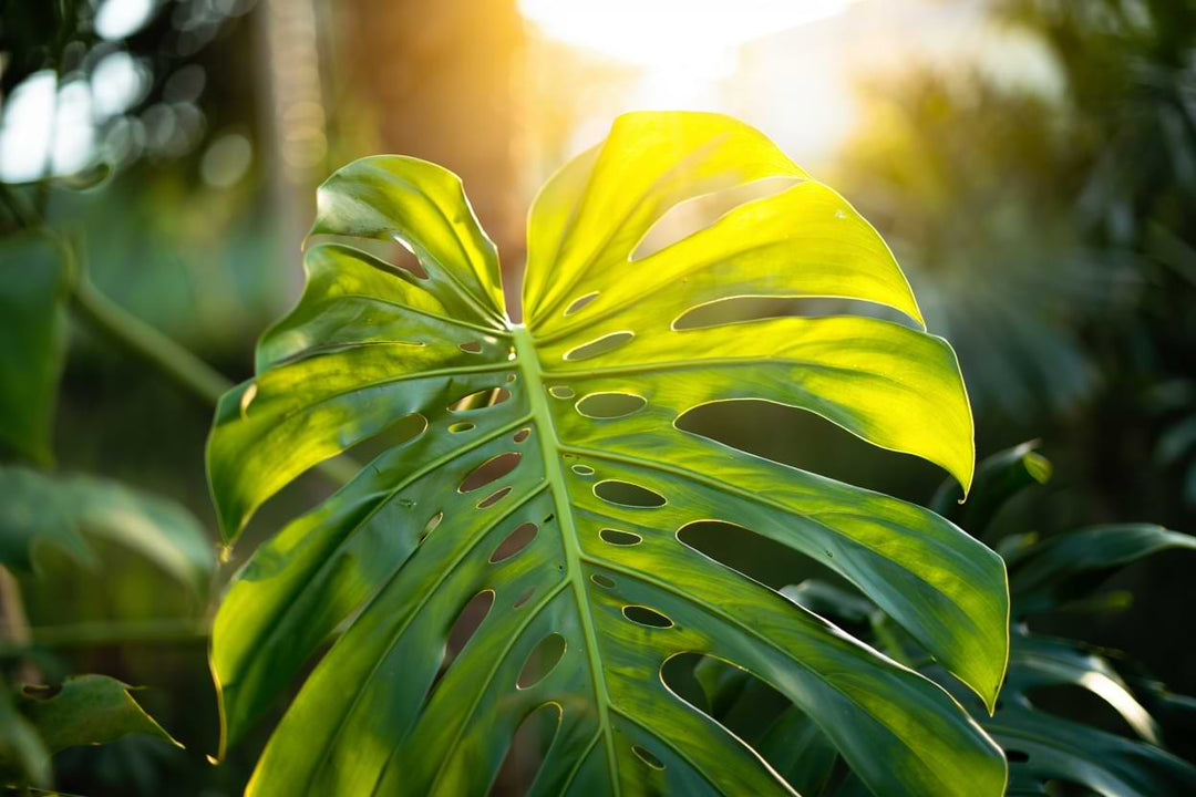 Monstera
