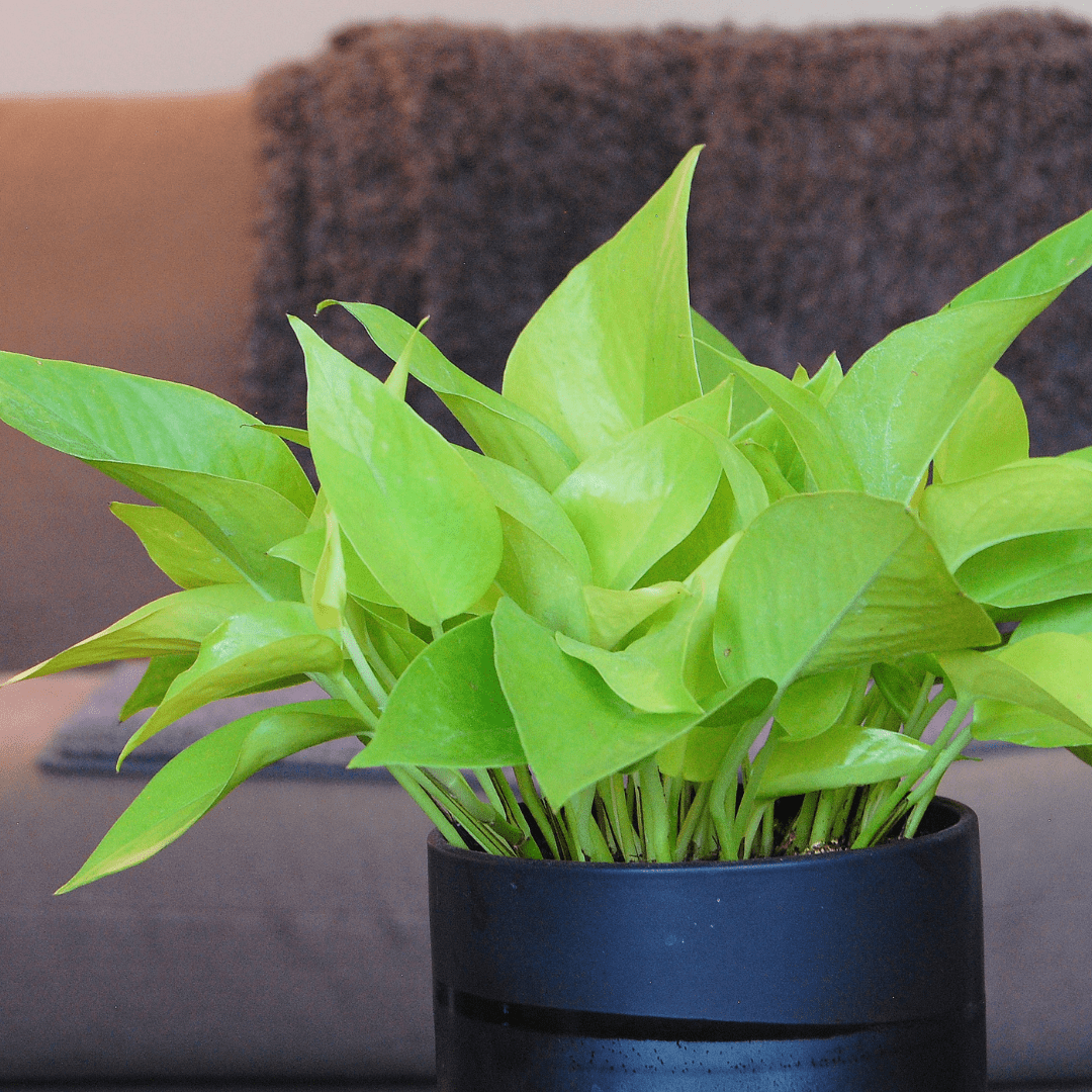 Neon Pothos Plant Care | Epipremnum Aureum Neon