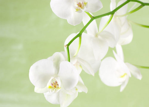 Orchid Care