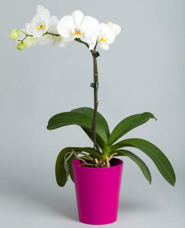 The Ultimate Guide to Buying the Right Orchid Pot. (Plus a bonus growing tip!)
