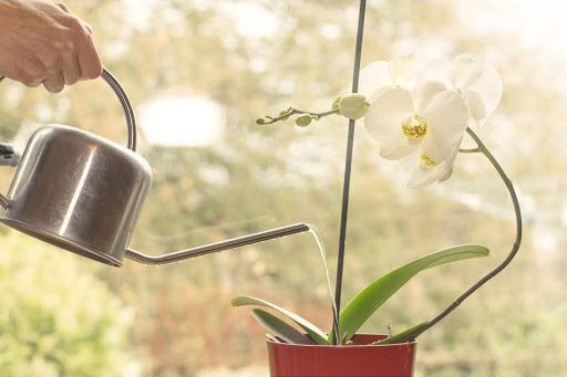 Orchid Watering: Common Mistakes and Best Practices for Watering Your Orchid