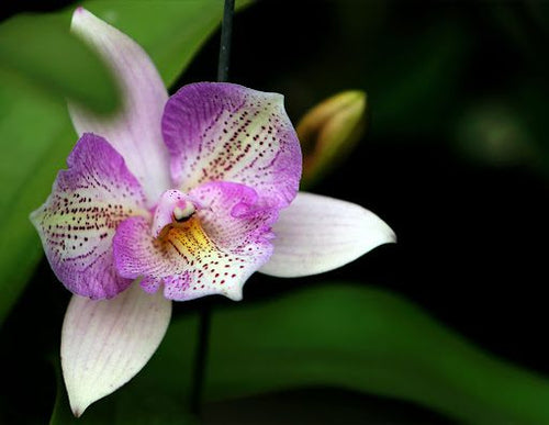 The Orchid Flower: A History of Meaning Across 6 Cultures