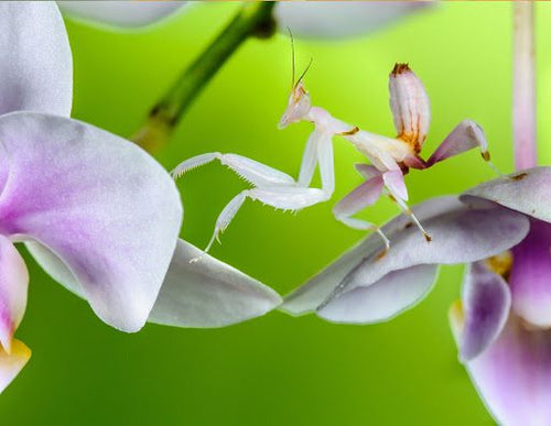 orchid mantis