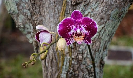 Orchid Propagation Made Easy: 5 Ways to Grow a New Orchid