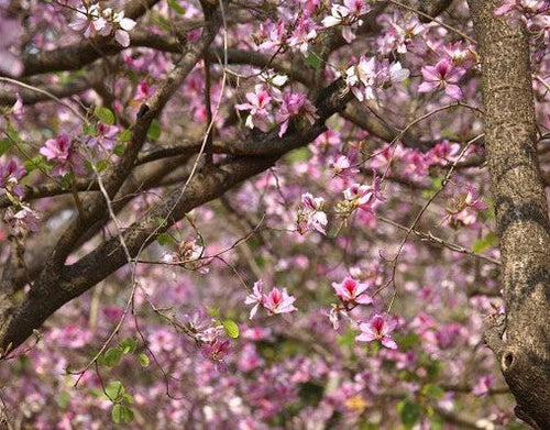 4 Tips for Growing a Hearty Orchid Tree