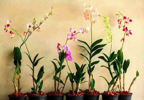 How Orchids Reproduce: A Guide to Propagating Your Orchid Plant