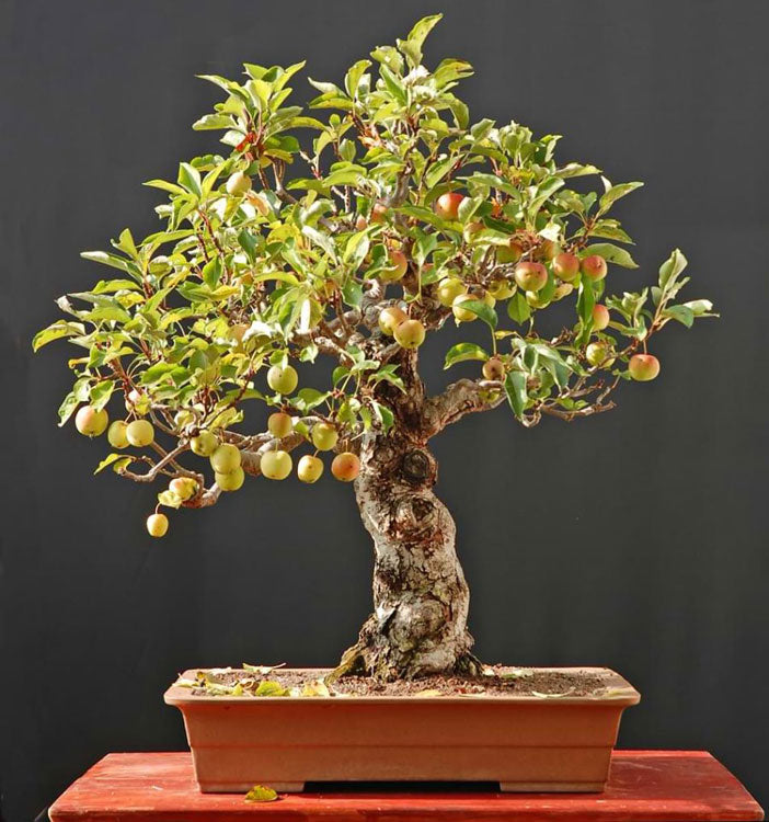 The Best Outdoor Bonsai Tree Type For Your Climate