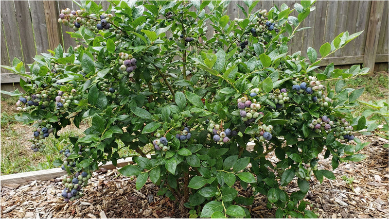Best Fertilizer for Blueberry Bushes in Pots and Beds  Houseplant Resource  Center