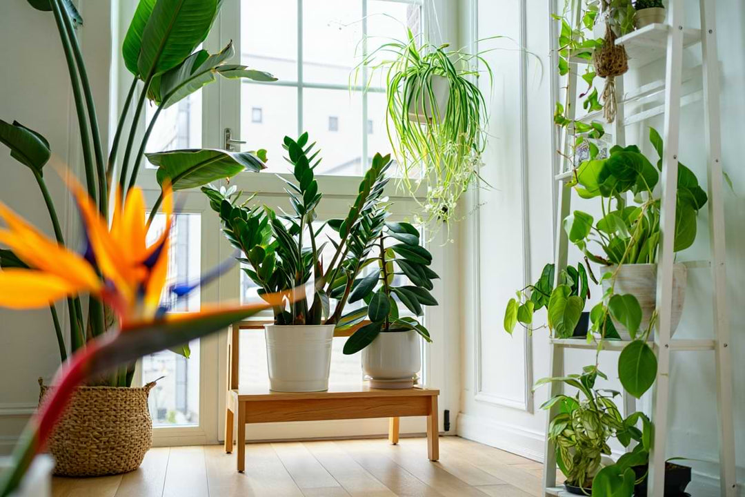 Perfect Houseplant