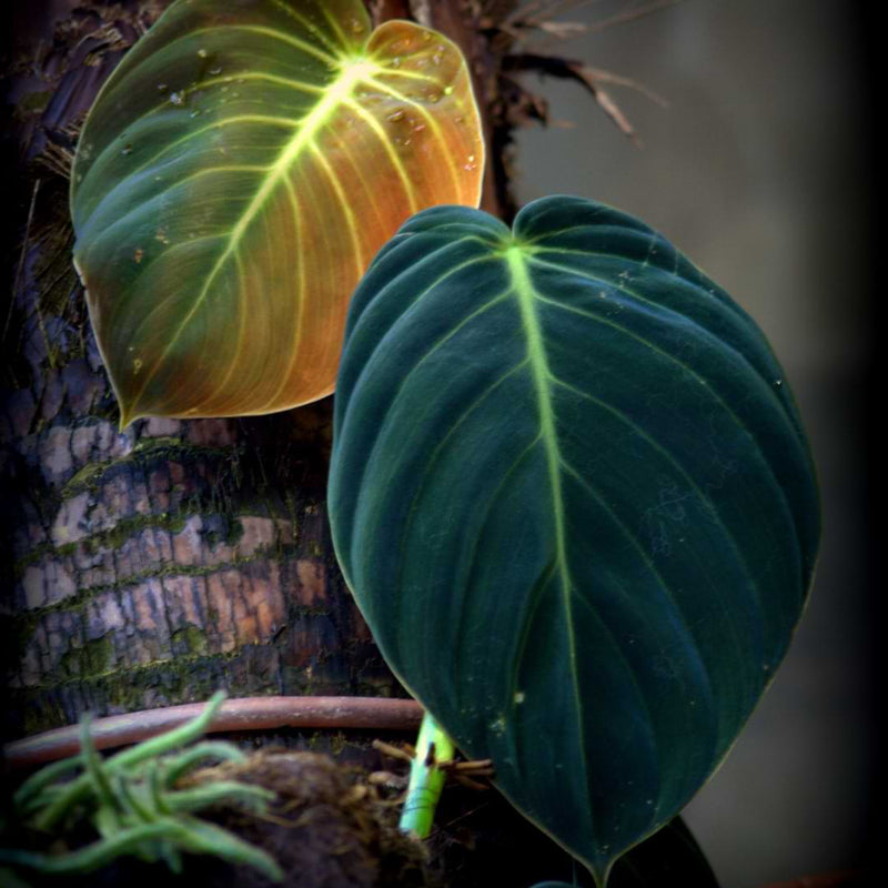 Philodendron Gigas Plant Care Guide