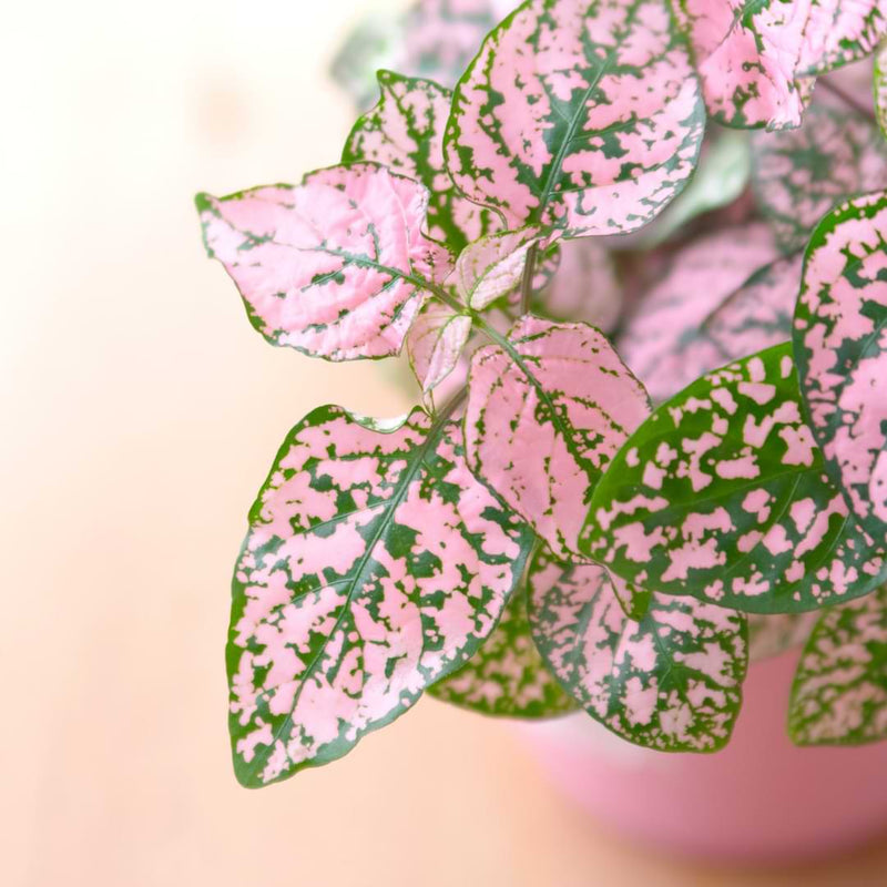 Exotic Angel plants are grown by Costa Farms and are known for their quality. Exotic Angel takes great care to ship only healthy plants!