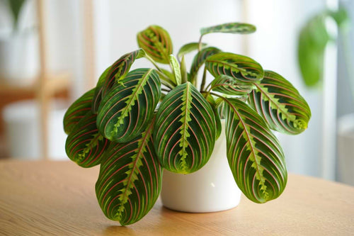 Prayer Plants